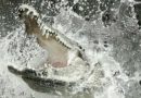 Diterkam Buaya Saat Memancing, Buyung Lolos dari Maut di Sungai Marok Kecil