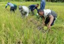 Sinergi TNI-Polri dan Petani Warnai Panen Raya di Jemaja, Dukung Swasembada Pangan 2025