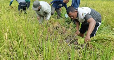 Sinergi TNI-Polri dan Petani Warnai Panen Raya di Jemaja, Dukung Swasembada Pangan 2025