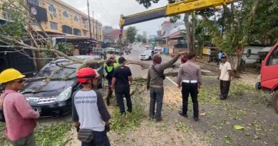 Diterjang Hujan dan Angin Kencang, Pohon Tumbang Timpa Mobil di Tanjungpinang